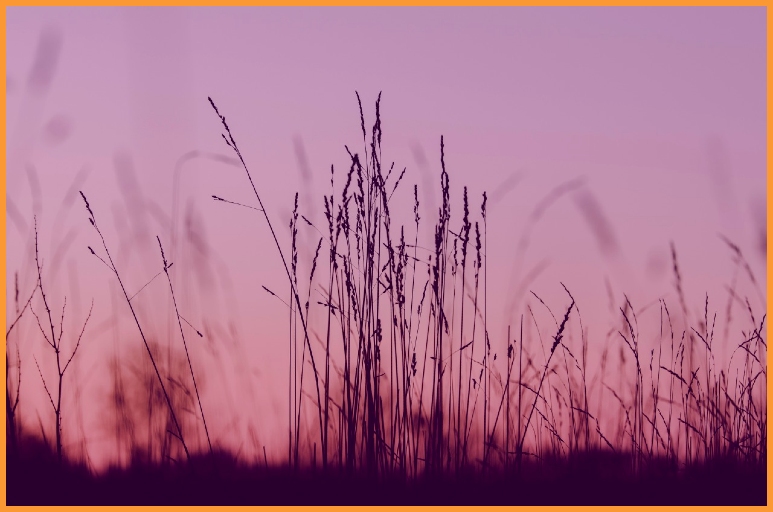 Bereavement Hypnotherapy Support in Hampshire Finding Peace After Loss